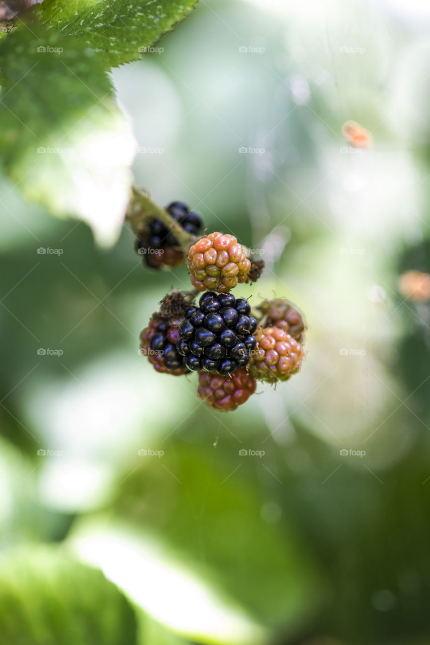 A close up portrait of a bunch of wild blackberries hanging from a branch of a bush. Some of the dewberries are not ripe yet and are still growing.