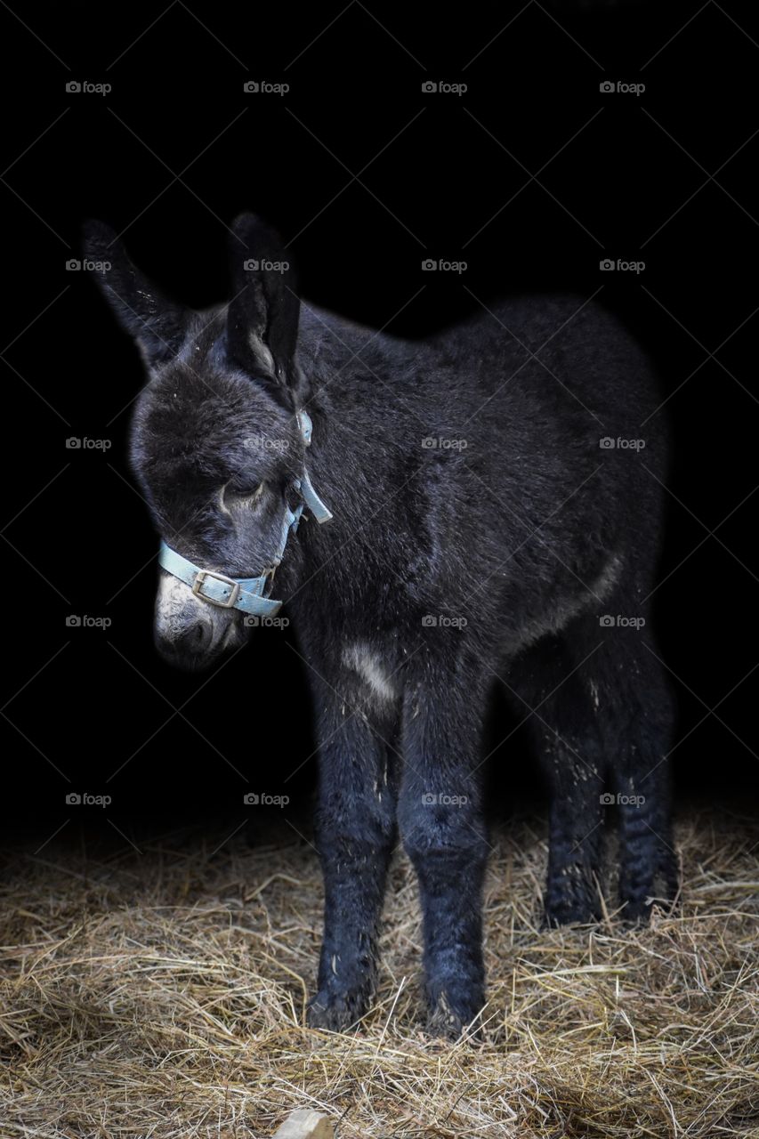 Baby donkey Onyx❤️