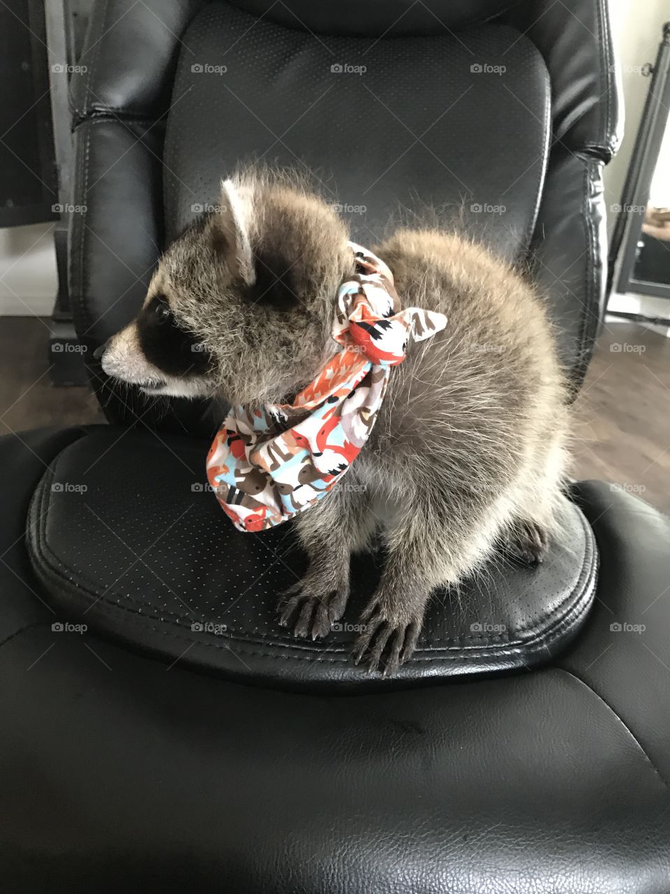 Rescue Raccoon