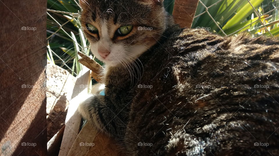 Öğleden sonra huzurunda Gri Tekir Kedi!