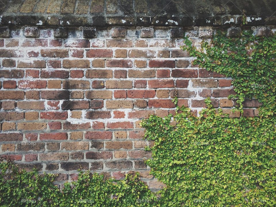 Bricks & Ivy. Bricks & Ivy