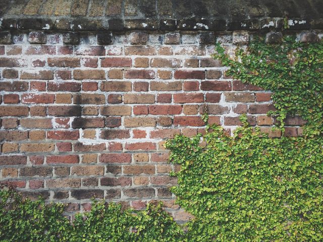 Bricks & Ivy. Bricks & Ivy
