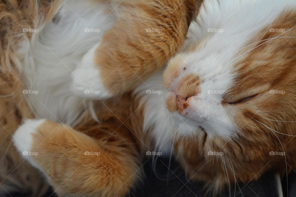 cat beautiful portrait sweet sleeping home, happiness