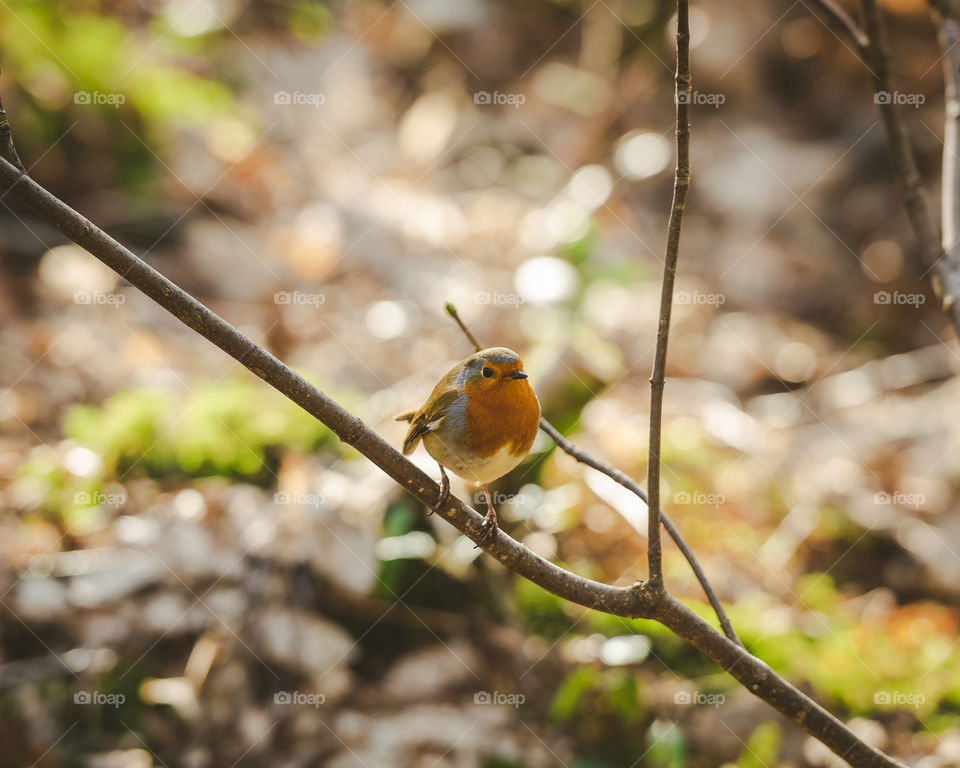 Red Robin 