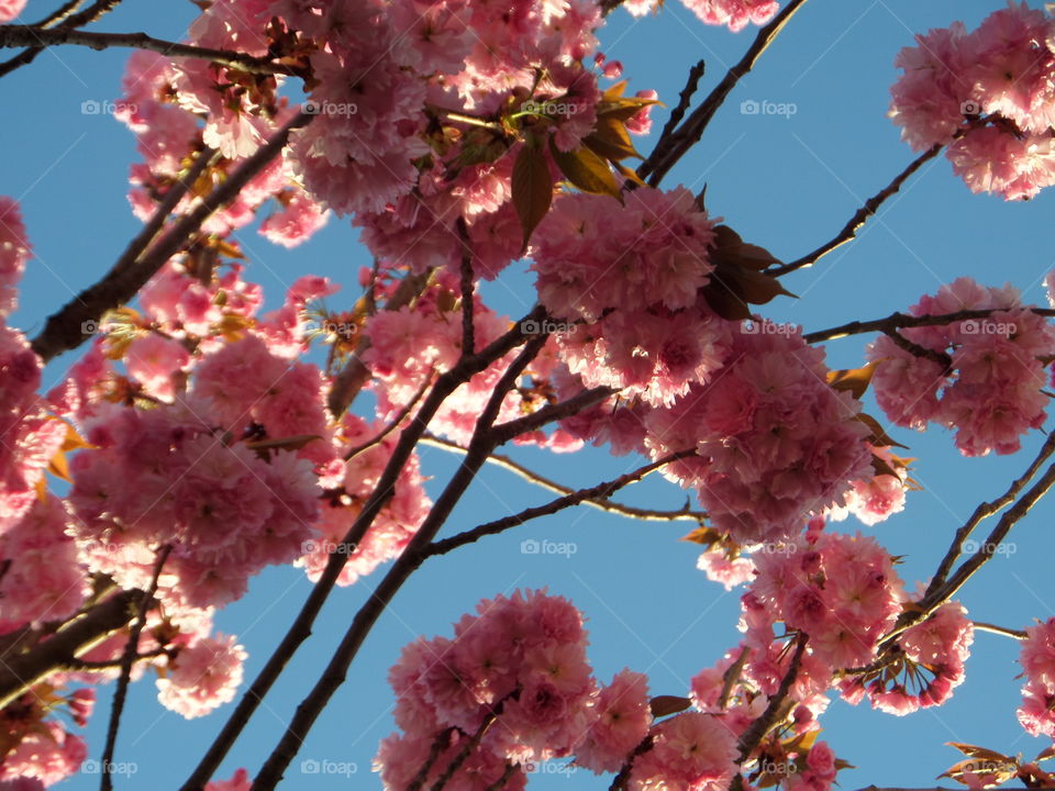 cherry blossoms. pink flowers tree