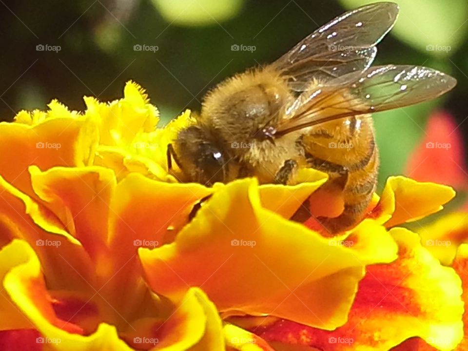 hungry bee
