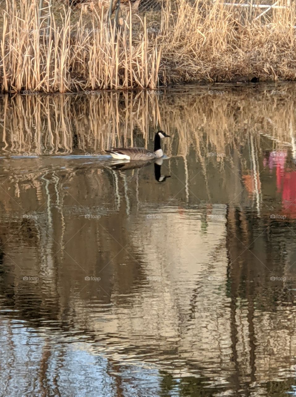 Canada Goose in the spring