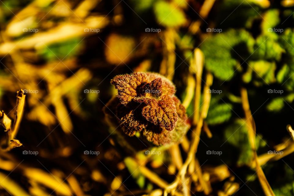 early stage plant growing in the sun