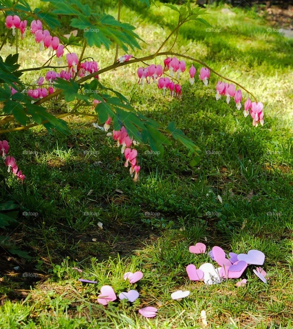 Bleeding Hearts