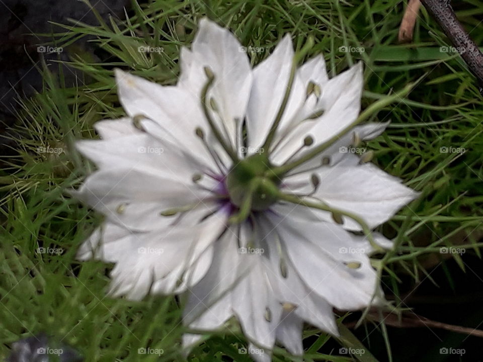 white flower of black cumin