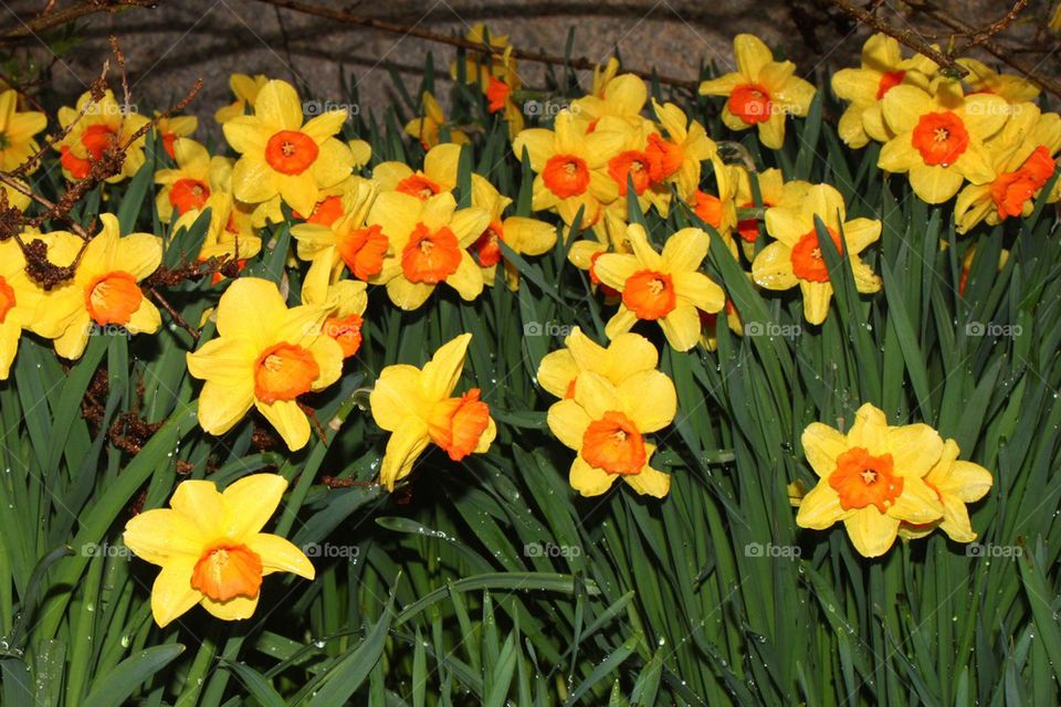 Yellow Flowers