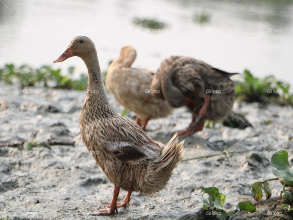 Duck enjoying river side nature