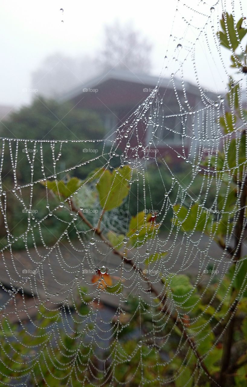 Dew drops on spider web