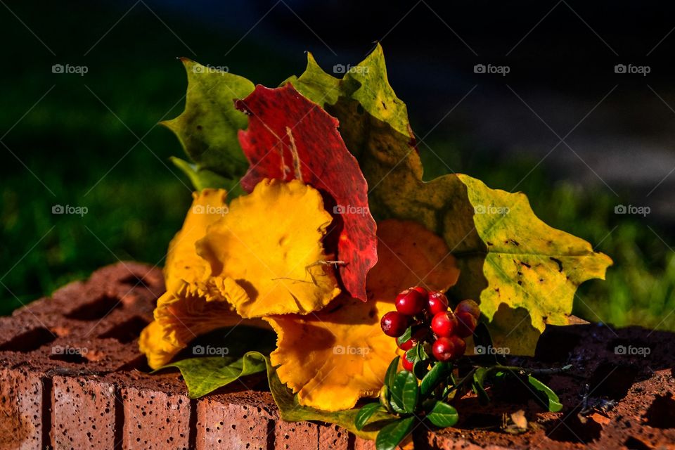 Autumn Colours . Mushroom leafes cranberries and brick Together make Beautiful Colours 