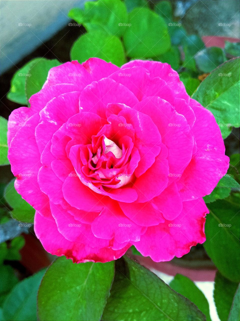 Beautiful pink rose flower 🌺🌻🌹🌷 in our garden