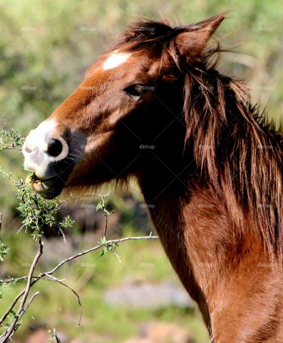 Wild Horse Nibbling from Shrub