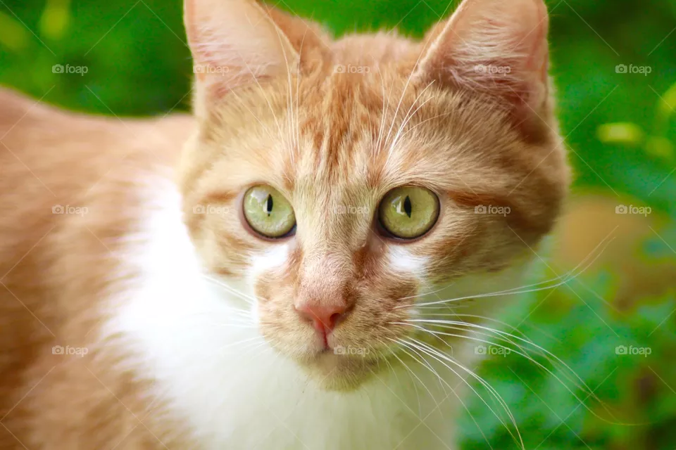 The Cat