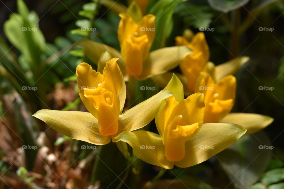 Yellow orchid 