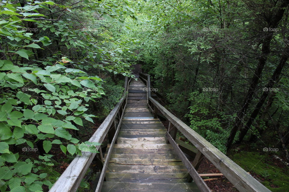 Empty boardwalk in forest