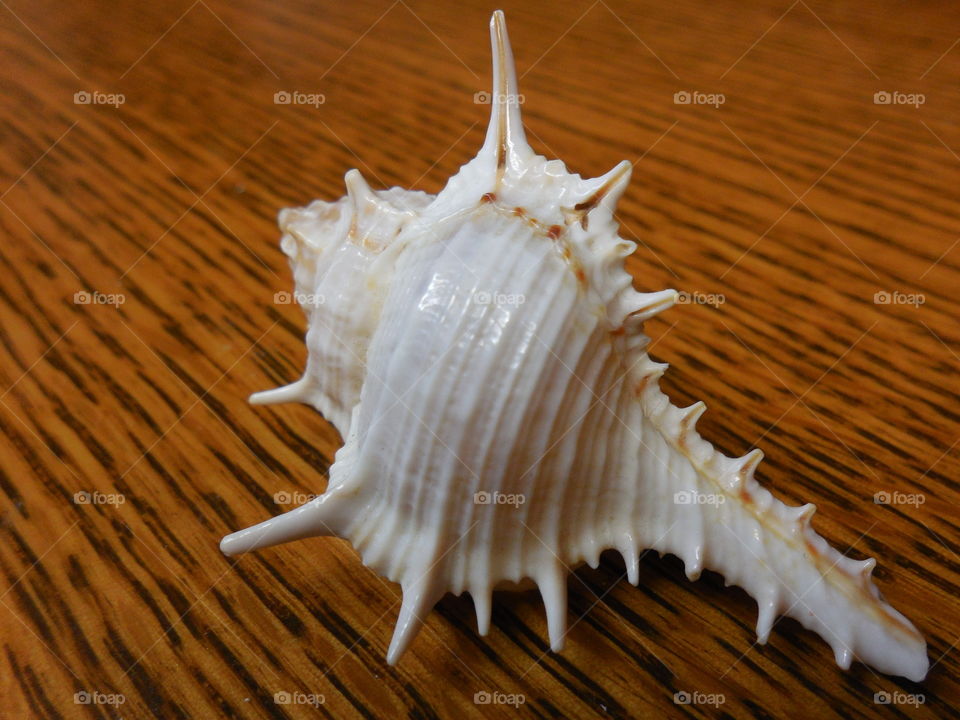 Conch seashell on wood