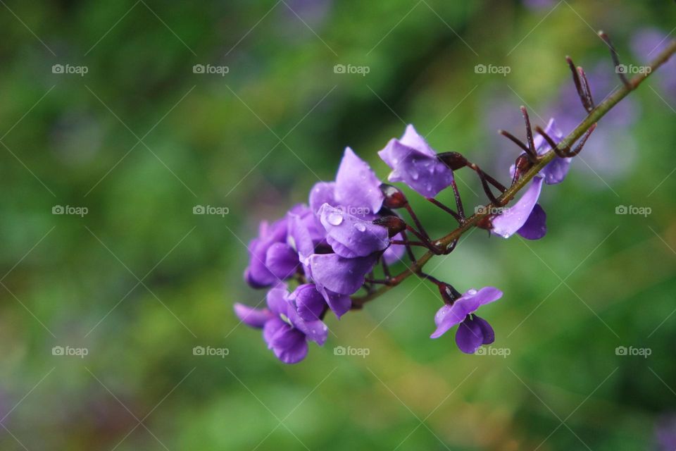 Purple spring flowers, ready for anything 