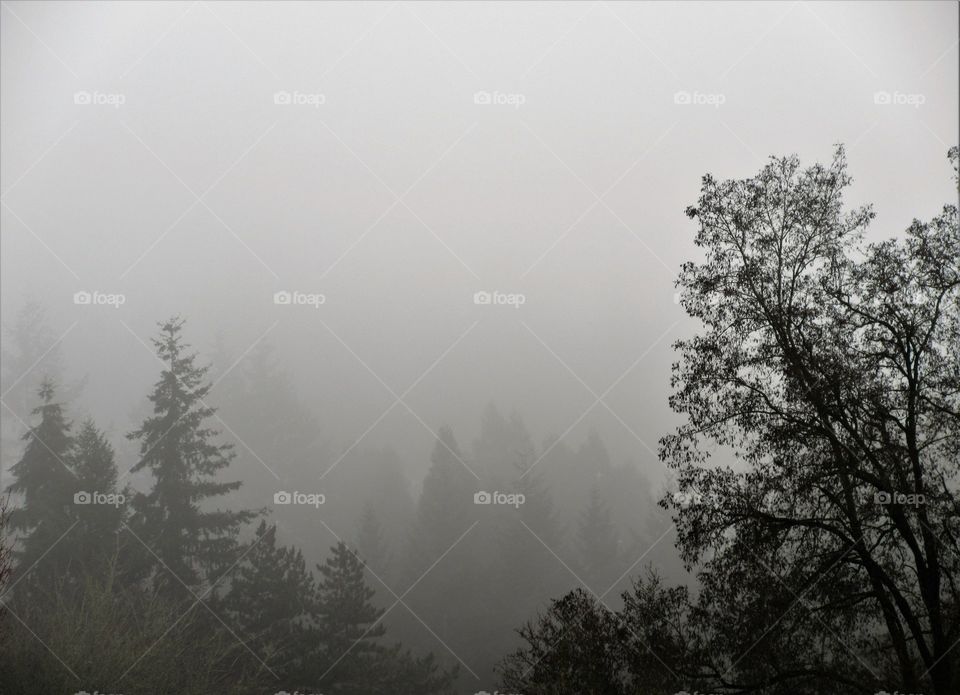 misty trees