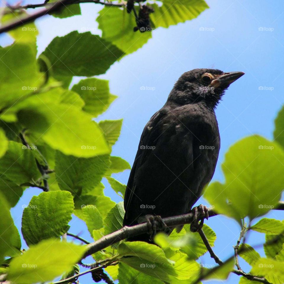 Black Bird