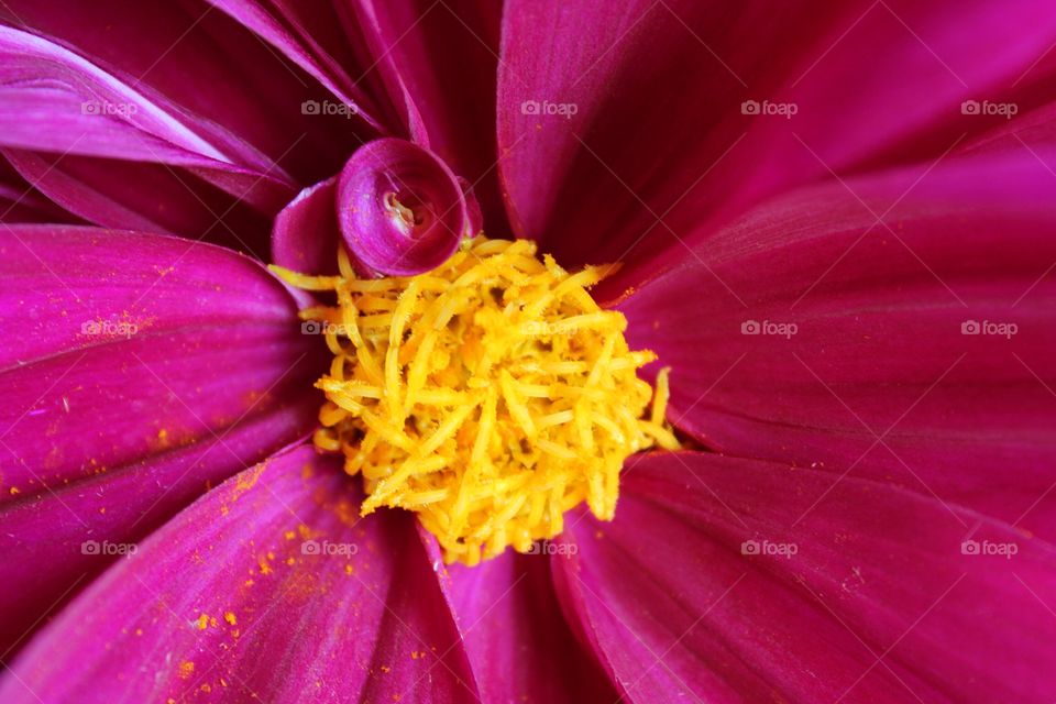 Macro photo of purple-fuchsia dahlia.