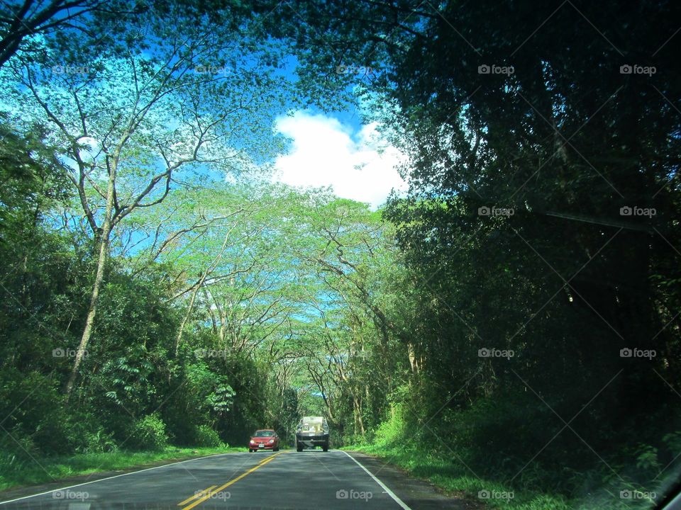 Tree tunnel