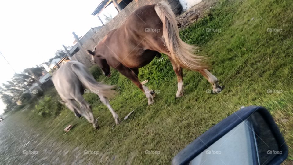 cavalos pastando na rua na praia de Pinhal sul Brasil RS