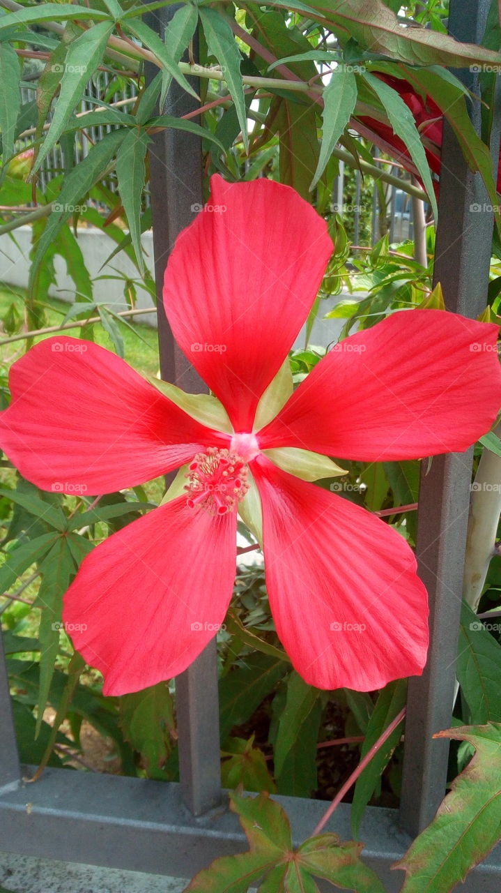 pianta del mio giardino