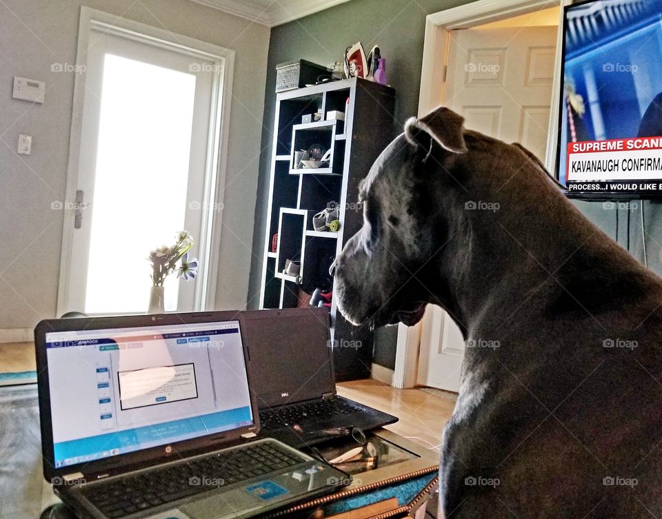 Great Dane looking at laptop