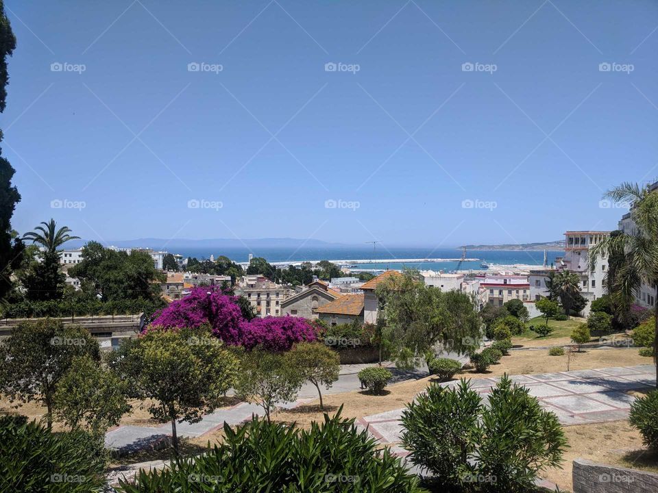 Tangier, Morocco by the Strait of Gibraltar - Purple Flowers, Trees, Water, Seaside