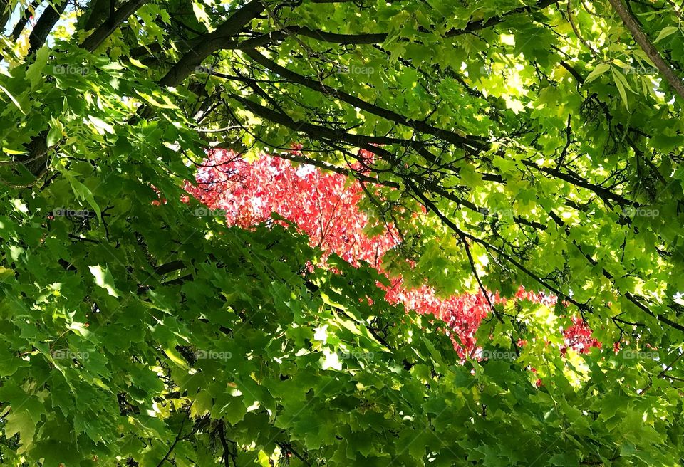 A view of bright red maple leaves in their bright fall colors seem through a frame of green maple leaves that have not changed yet.