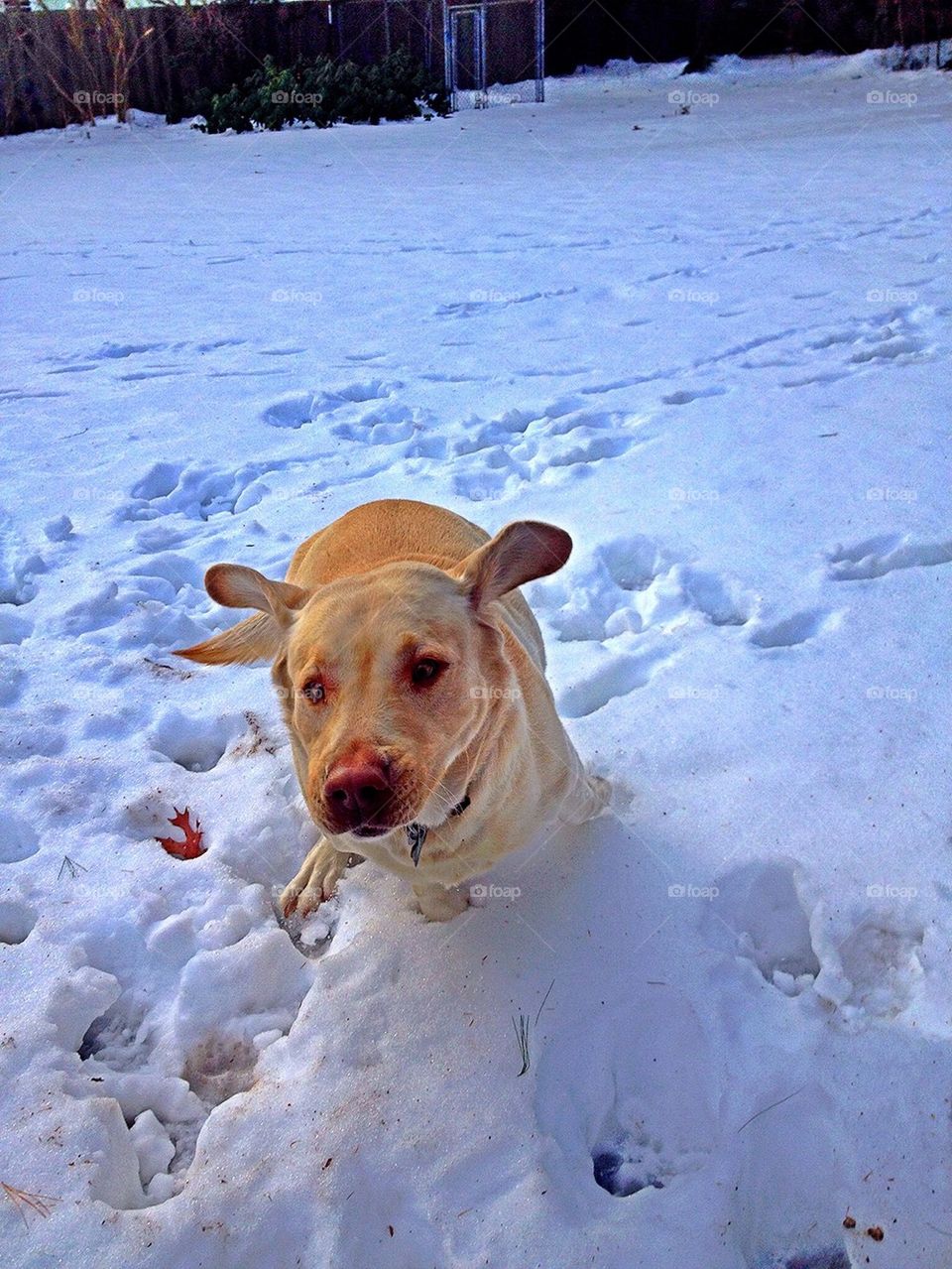 dog winter labrador retriever yellow lab by jmh