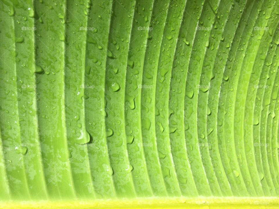 Banana palm leaf wet and healthy