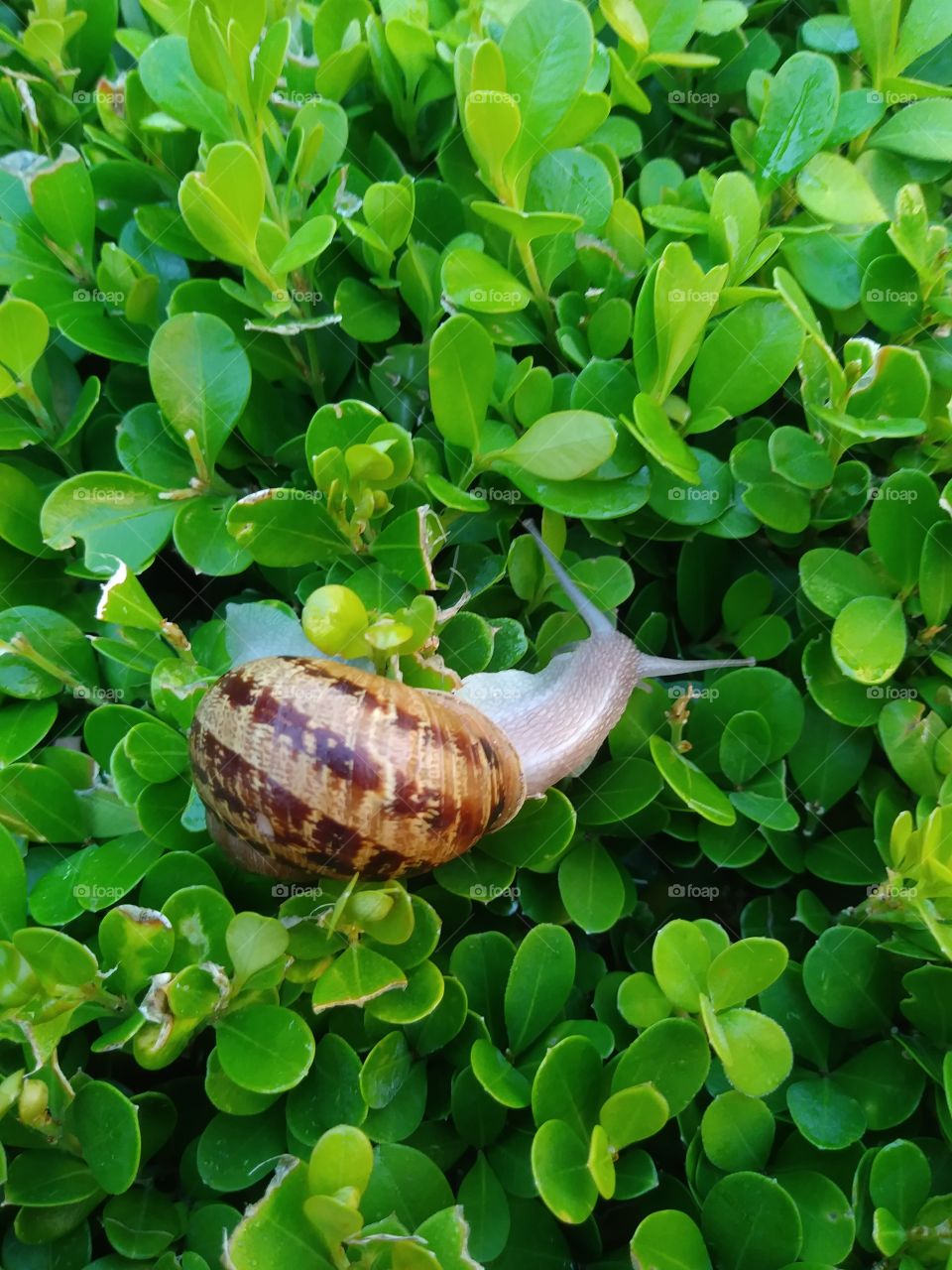 lucky snail