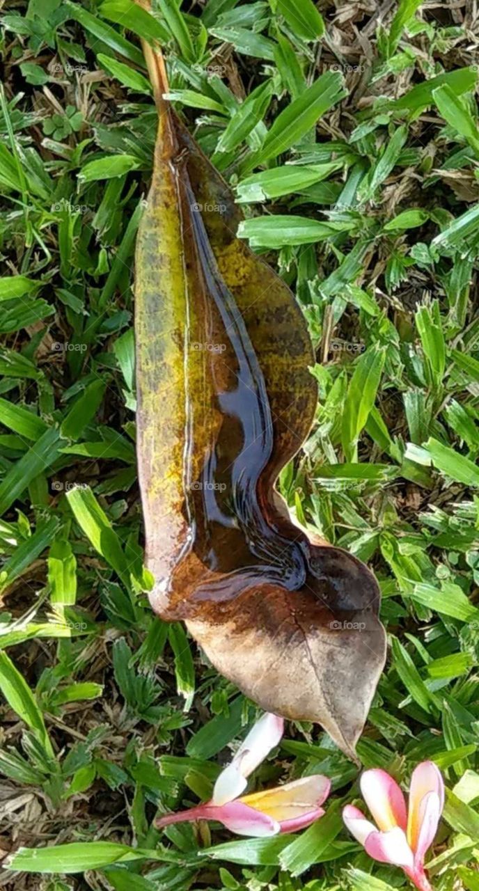 A leaf with dew and two flowers on the grass in the morning.