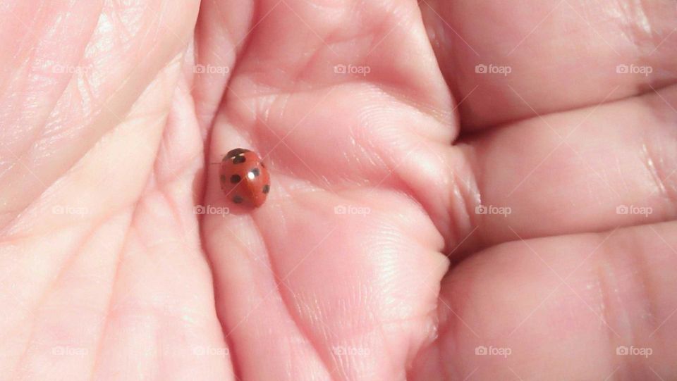 a red coccinelle