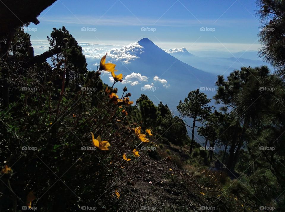 beautiful flowers in front of the Agua volcano, Guatemala