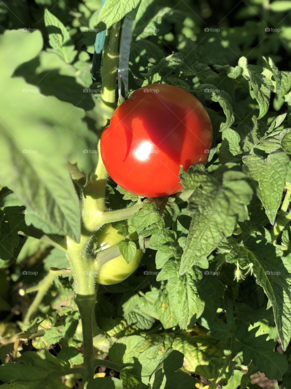 Ripe garden tomato ready to pick 