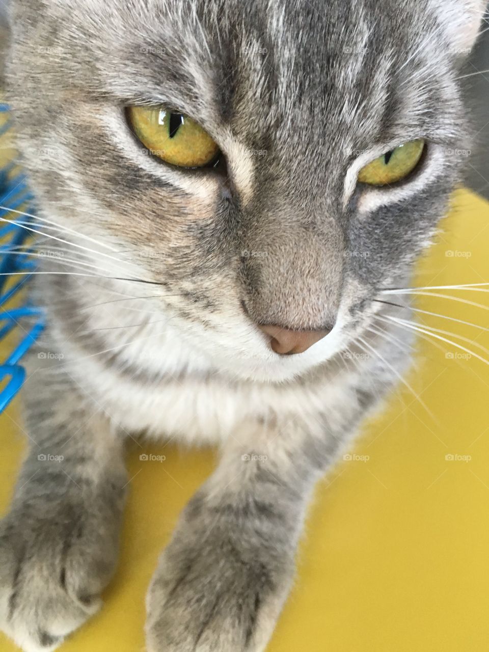 Cutest Pets in the World 