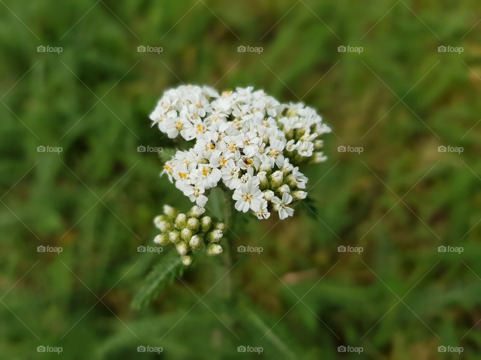 Wildflowers