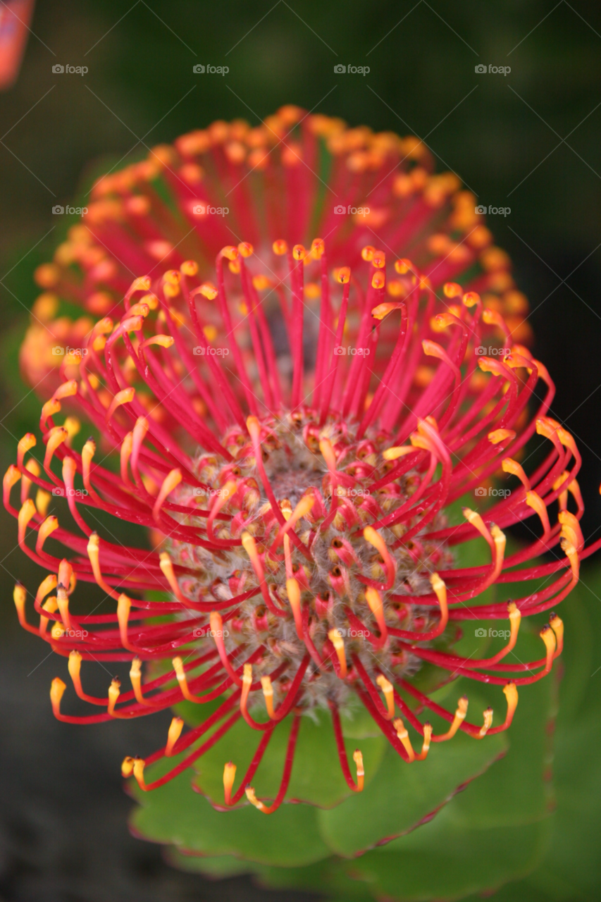 Australian native grevillea . Red grevillea 