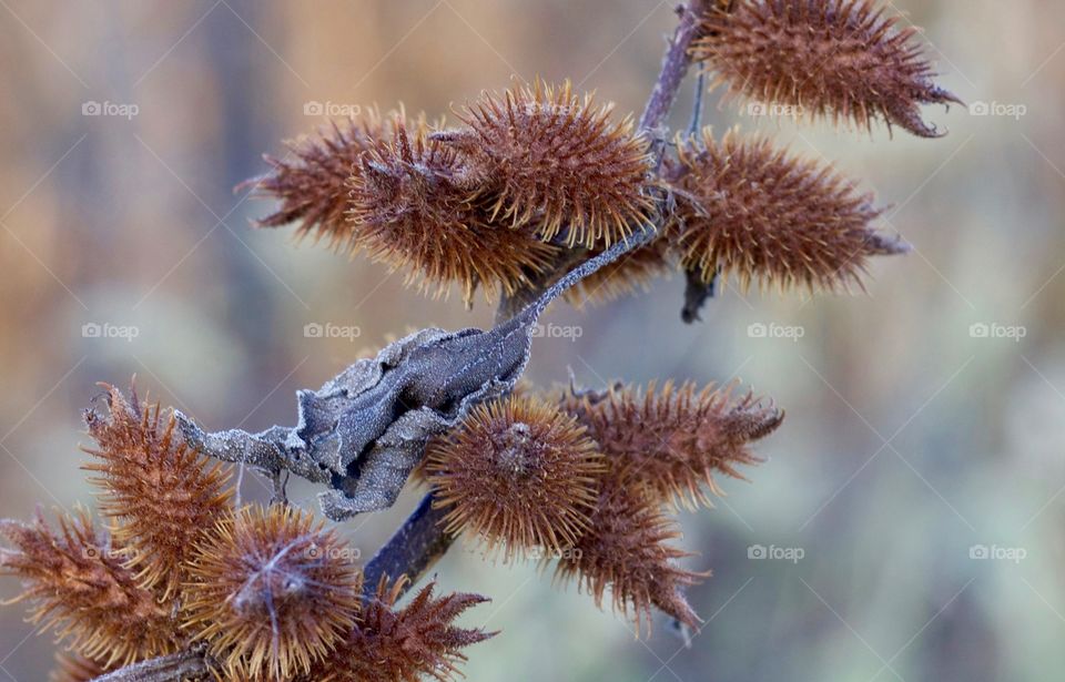 Cockleburs, displaying the colors of autumn 