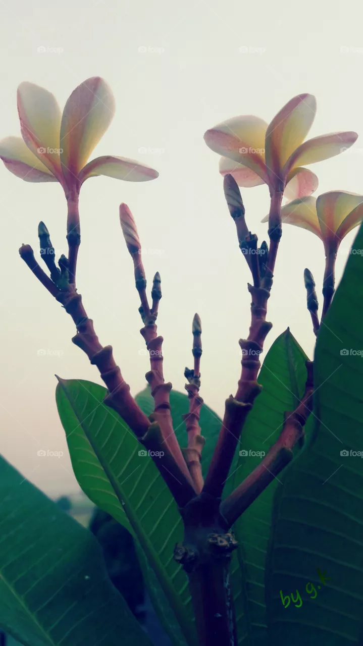 flower
