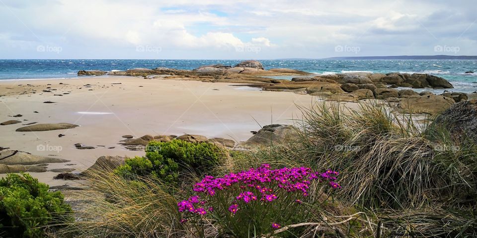 Three Hummock Island State Reserve, Tasmania 5