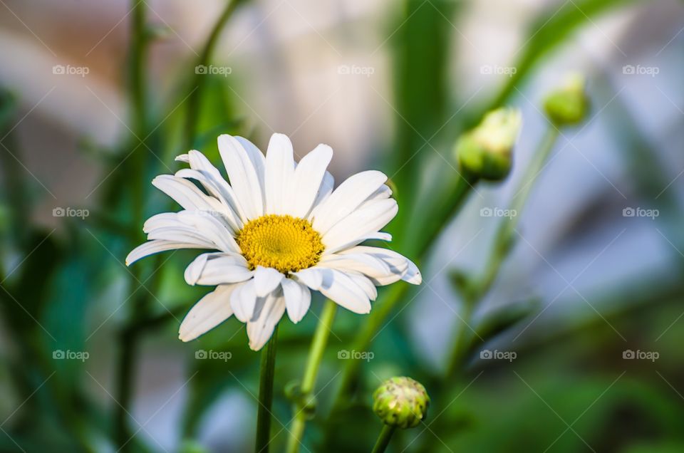 Close-up of daisy flower