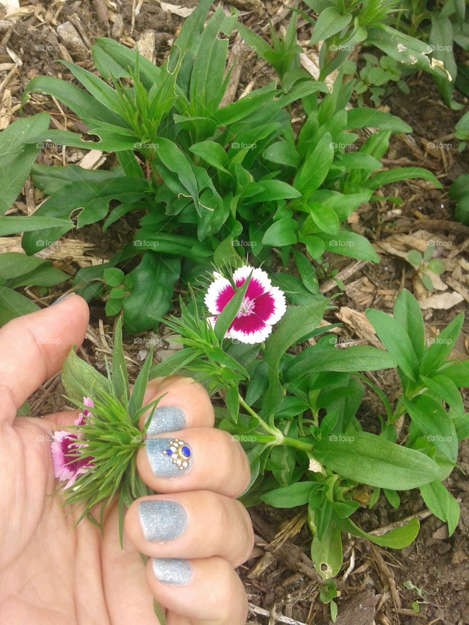 Nature, Flora, Leaf, Summer, Garden