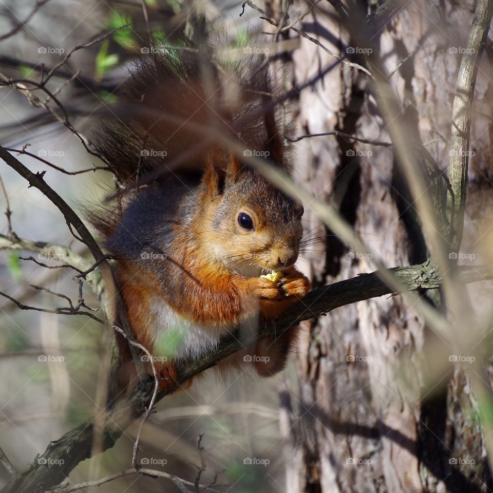 squirrel in morning sun